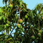 mango-tree-321075_1280