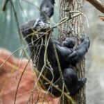 Samička gorily nížinné Mobi s matkou Duni