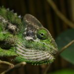 chameleon-bradavicnaty-dan-koleska