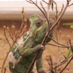chameleon-jemensky-1