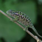 chameleon-kobercovy