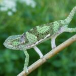 chameleon-limcovy-1