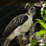 The_Philippine_Eagle_9105623816-a