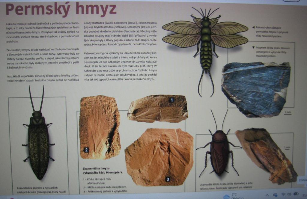 zkamenělý hmyz boskovické brázdy